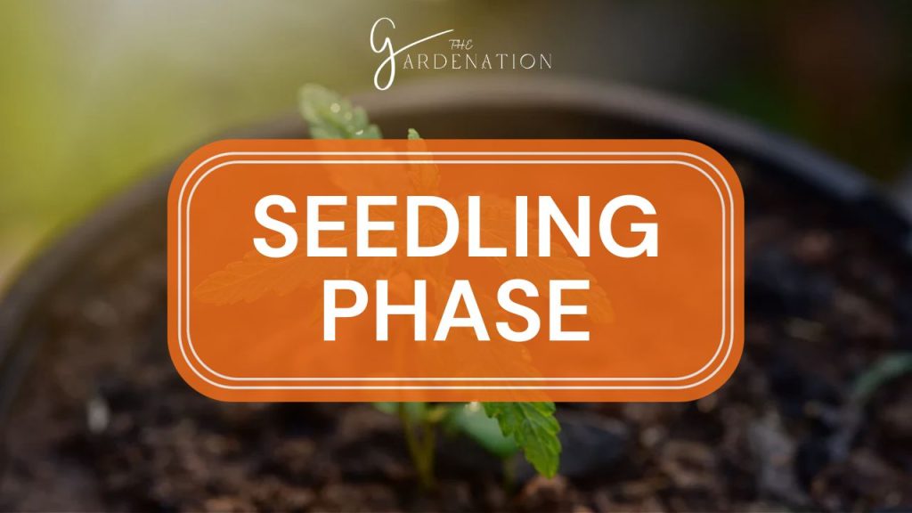 Seedling Phase