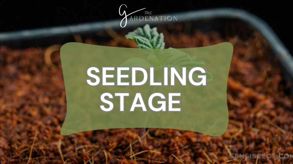 Seedling Stage  