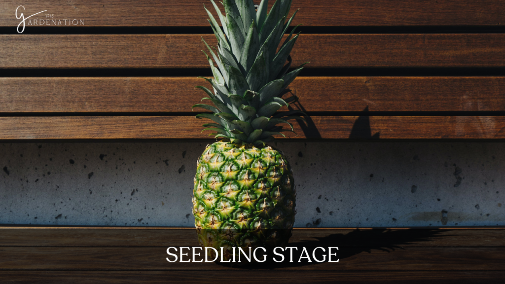 Seedling Stage 