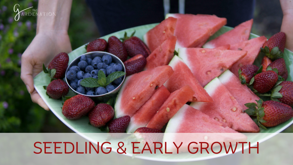 Seedling & Early Growth by the gardenation