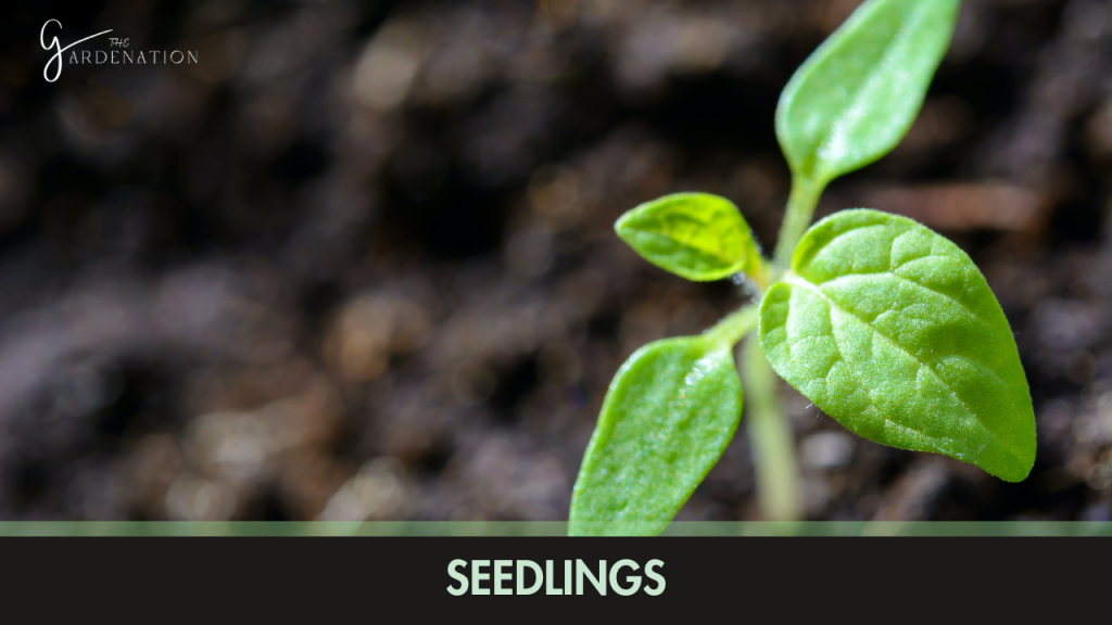  Seedlings