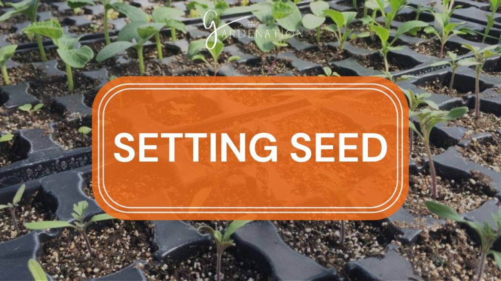  Setting Seed