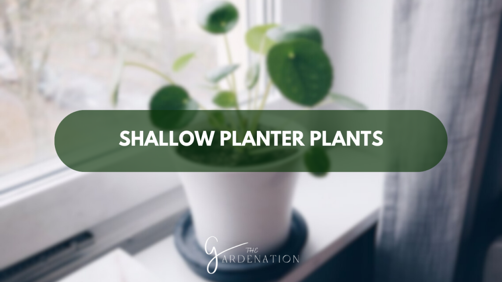 Shallow-Planter-Plants
