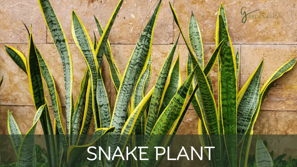 Snake Plant
