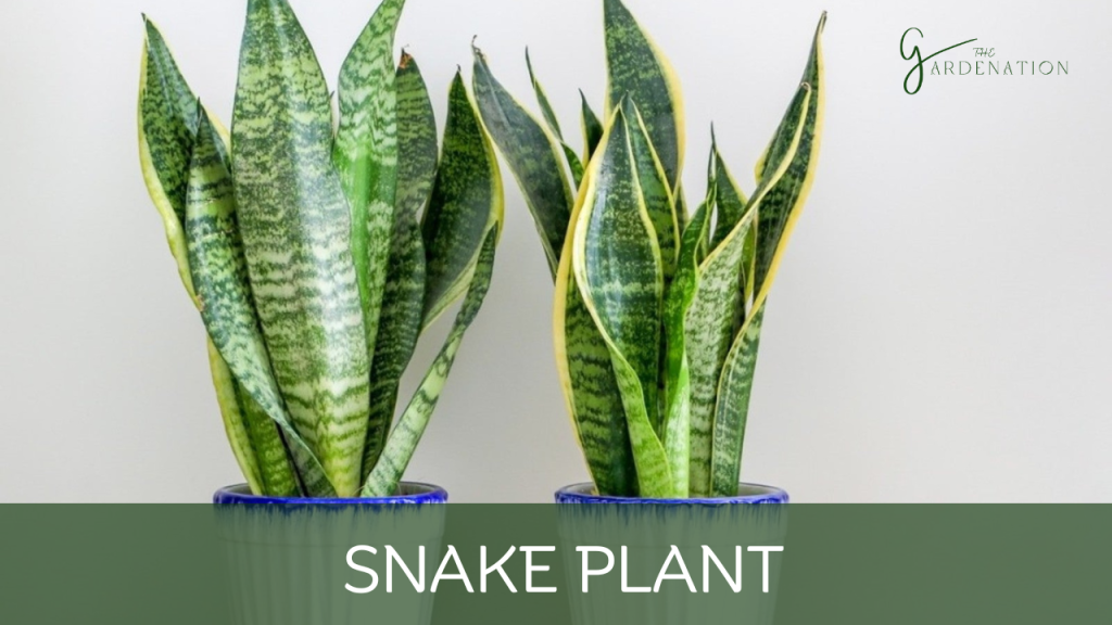 Snake Plant by the gardenation
