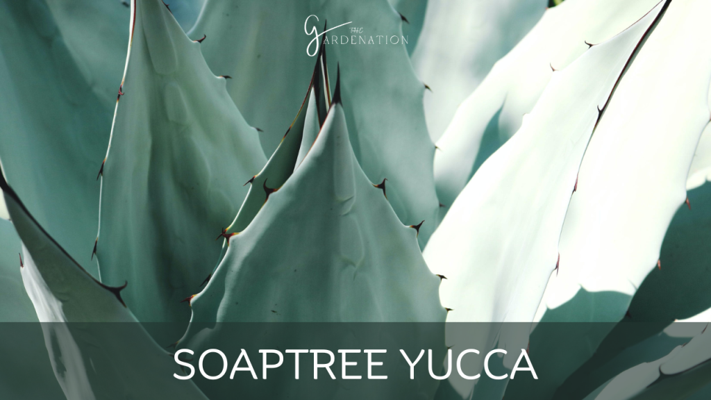 Soaptree Yucca by the gardenation