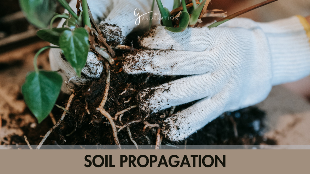 Soil Propagation  