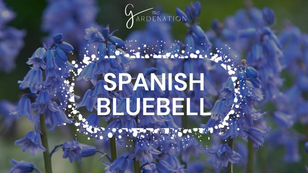 Spanish Bluebell