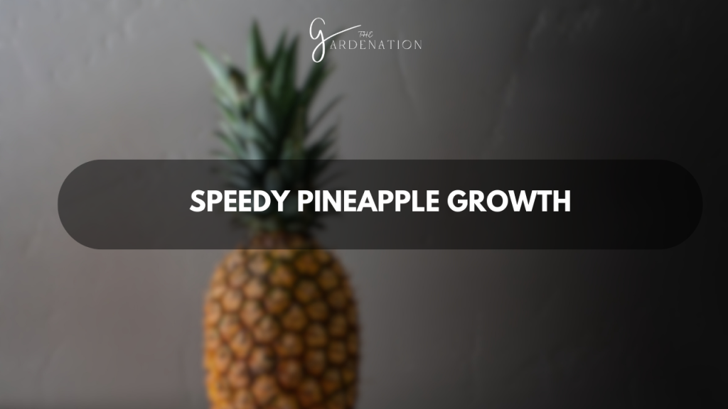 Speedy Pineapple Growth