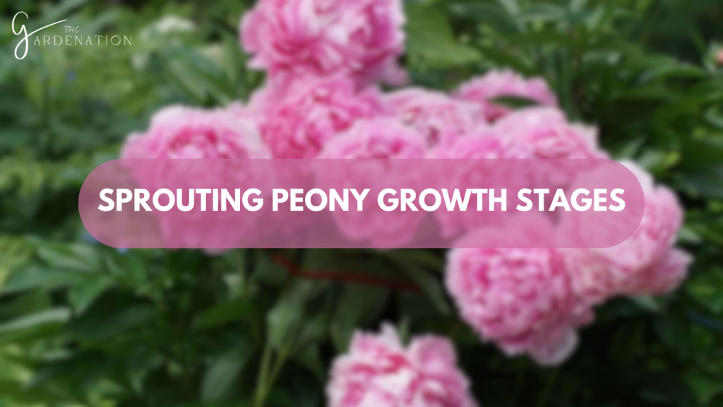 Sprouting Peony Growth Stages