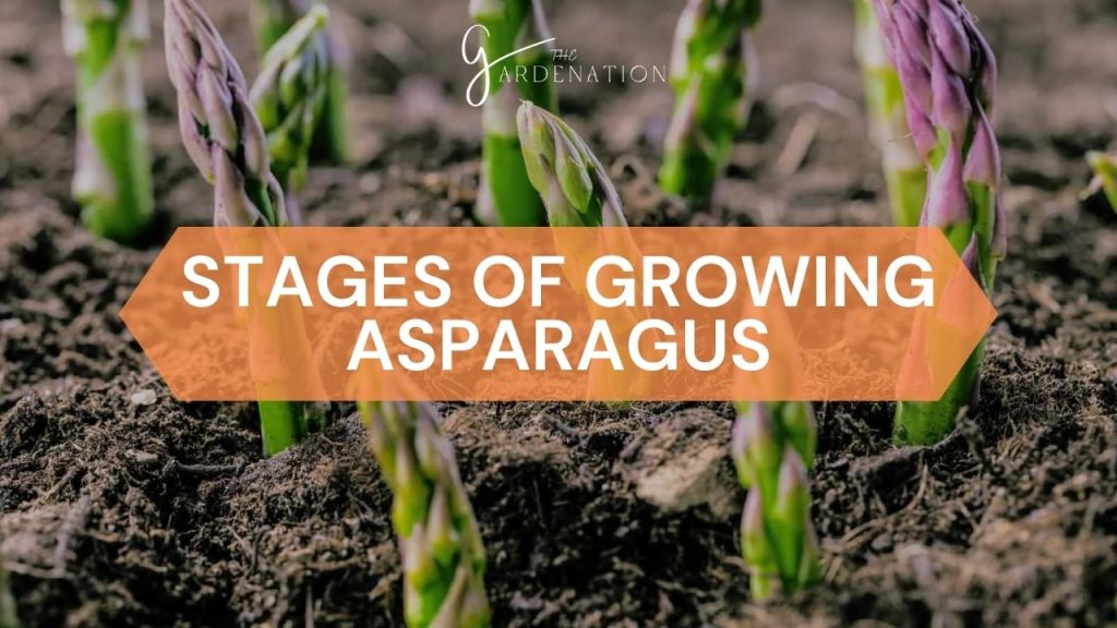 Stages-of-Growing-Asparagus