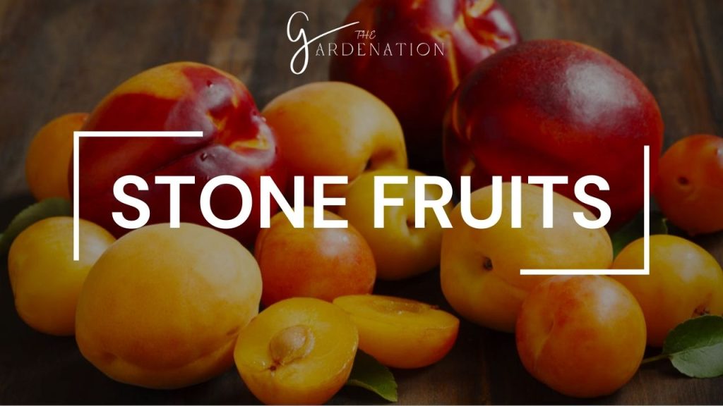 Stone Fruits