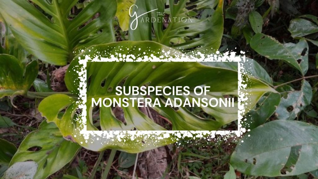 Subspecies of Monstera Adansonii