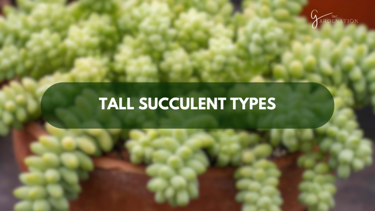 Tall-Succulent-Types