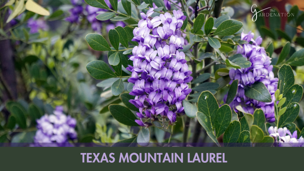  Texas Mountain Laurel (Dermatophyllum secundiflorum)  Mastering Laurel Shrubs