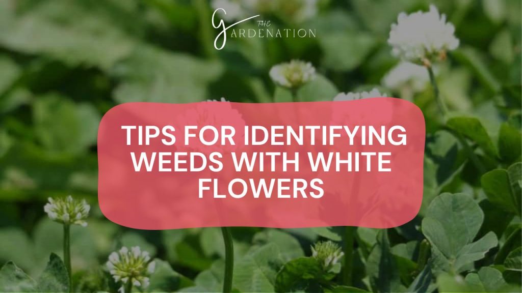  Tips for Identifying Weeds with White Flowers
