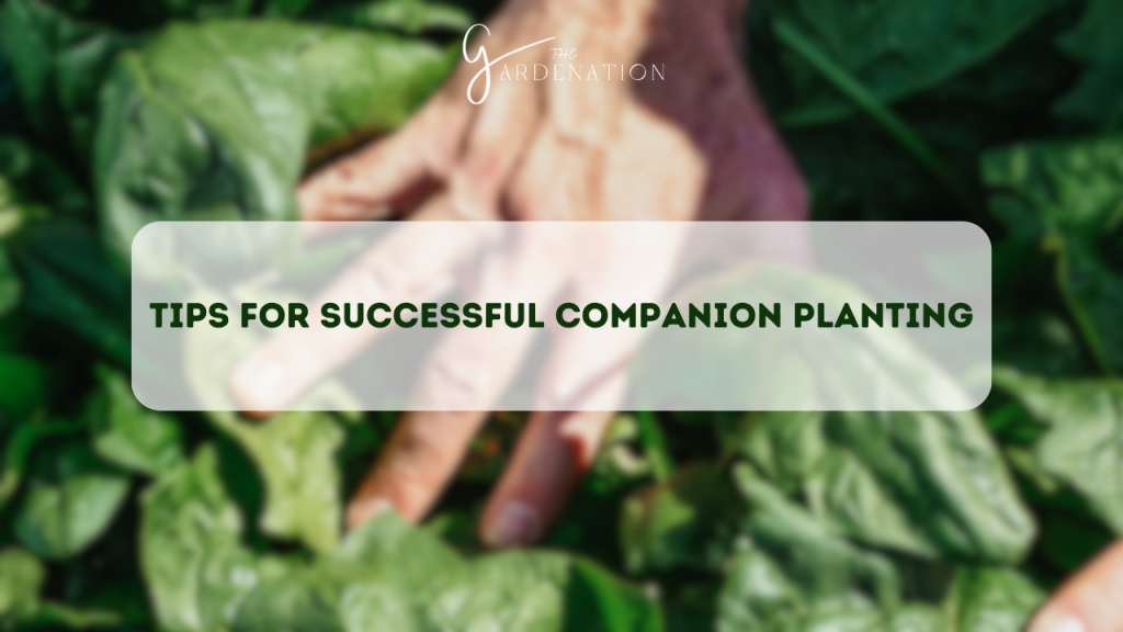 Tips for Successful Companion Planting 