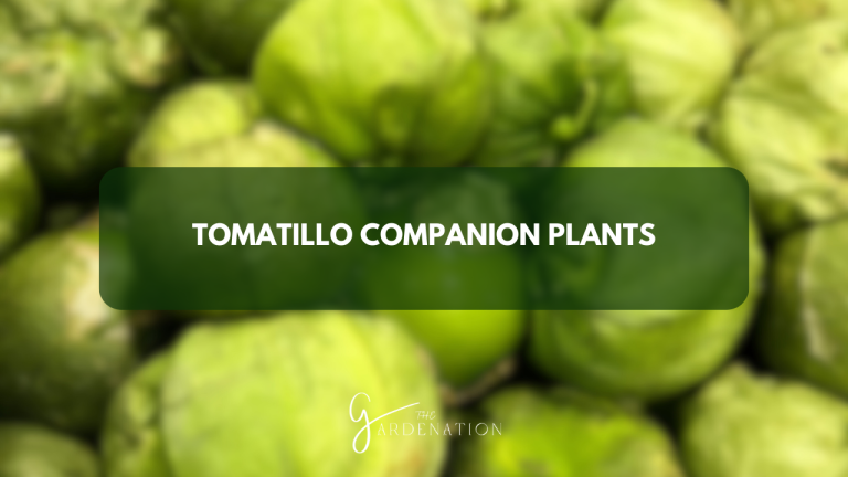 Tomatillo Companion Plants