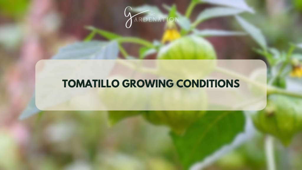 Tomatillo Growing Conditions