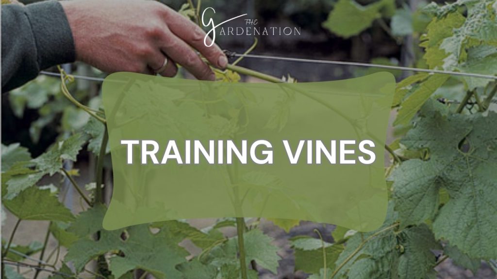 Training Vines  