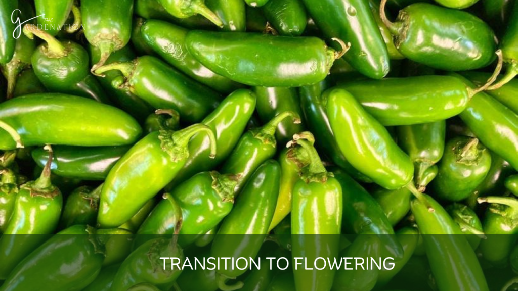 Transition to Flowering