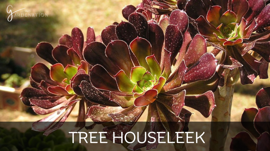 Tree Houseleek  by the gardenation
