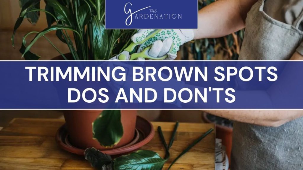 Trimming Brown Spots: Dos and Don'ts