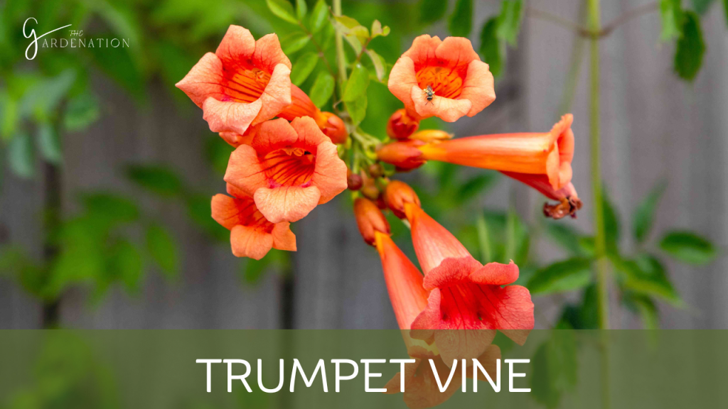 Trumpet Vine by the gardenation