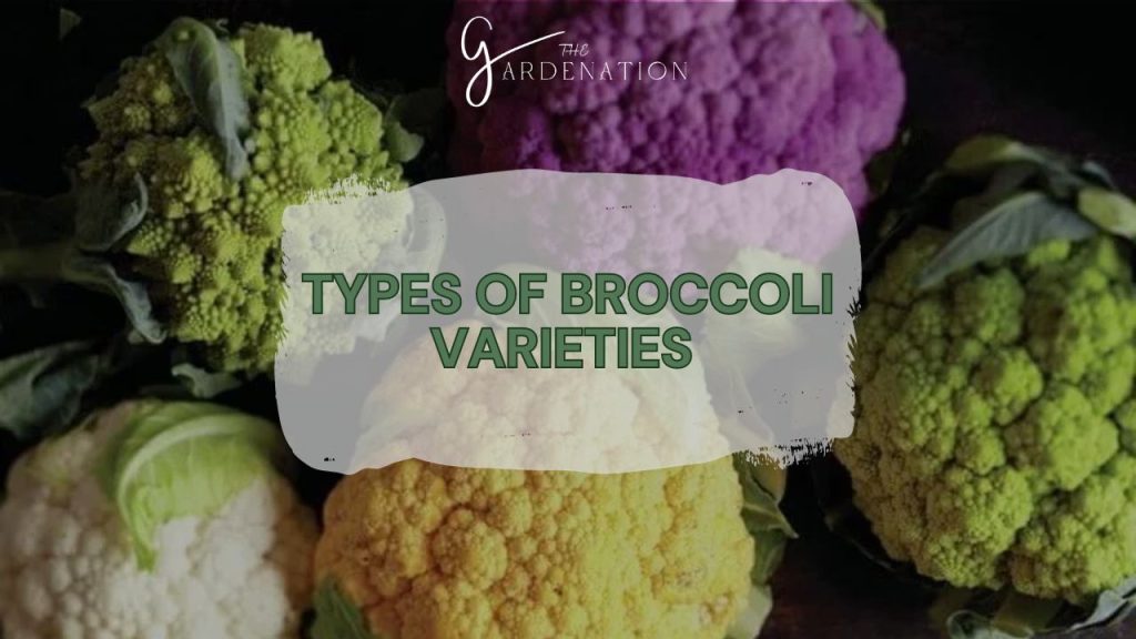 Types of Broccoli Varieties 