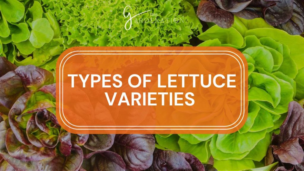 Types of Lettuce Varieties