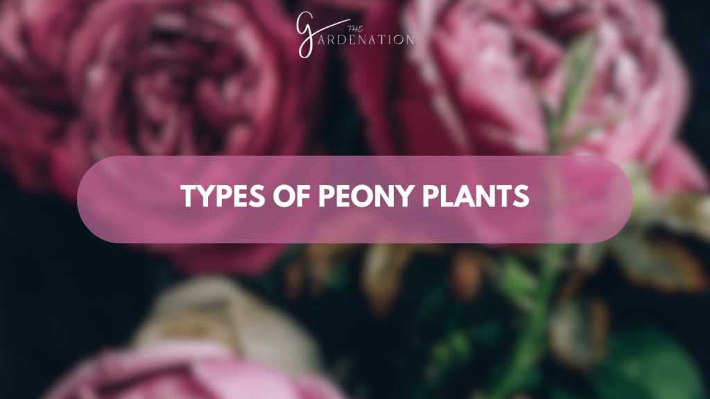 Types of Peony Plants