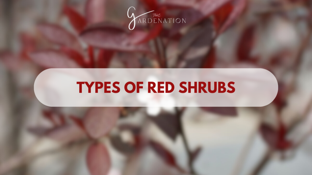 Types of Red Shrubs by the gardenation