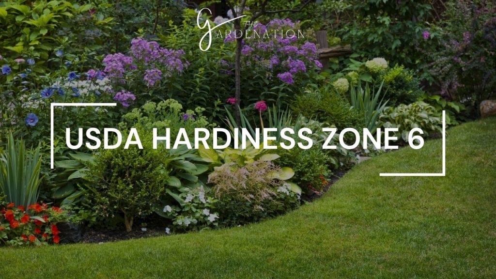 USDA Hardiness Zone 6