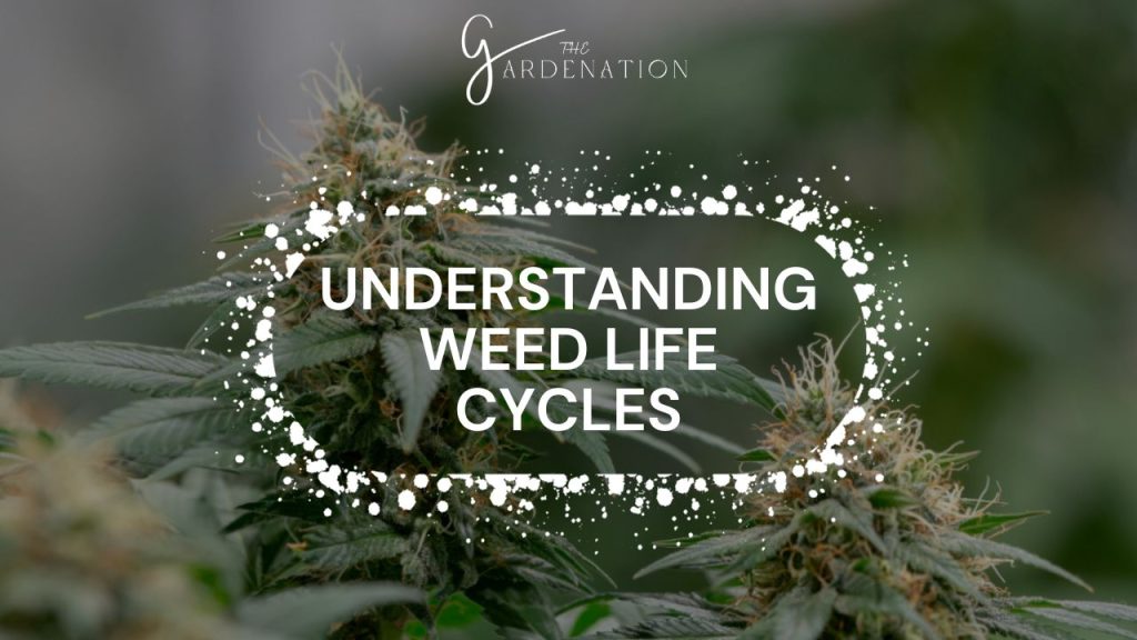 Understanding Weed Life Cycles