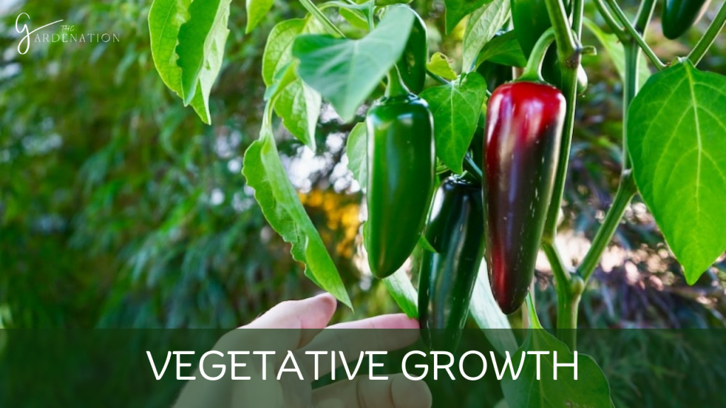 Vegetative Growth 