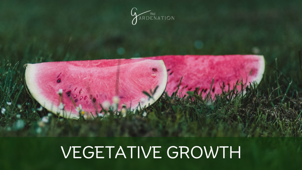 Vegetative Growth by the gardenation