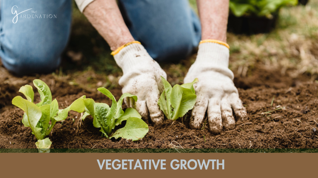  Vegetative Growth  
