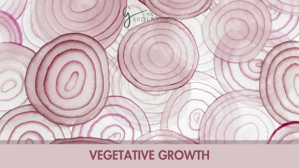 Vegetative Growth   