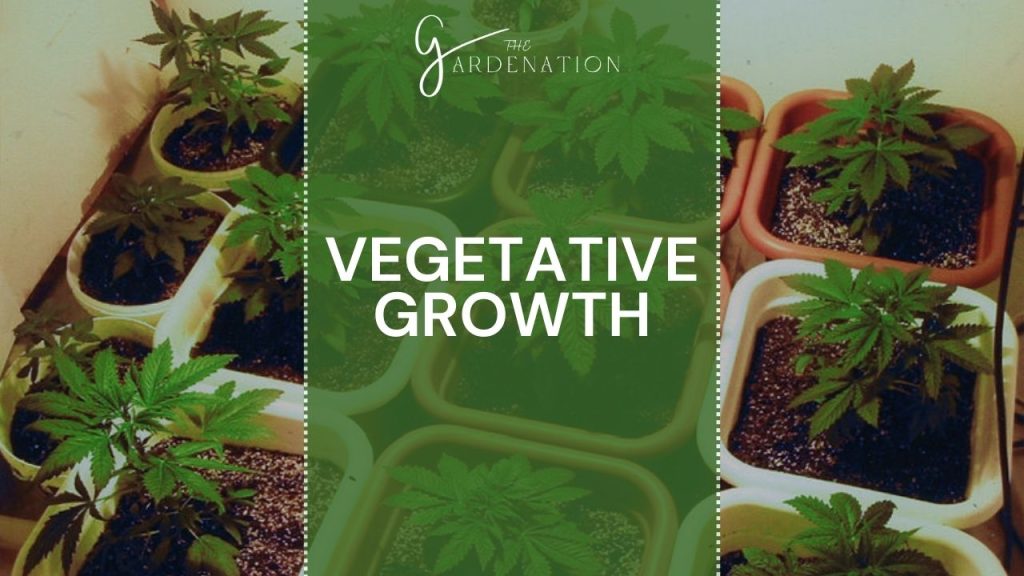 Vegetative Growth 