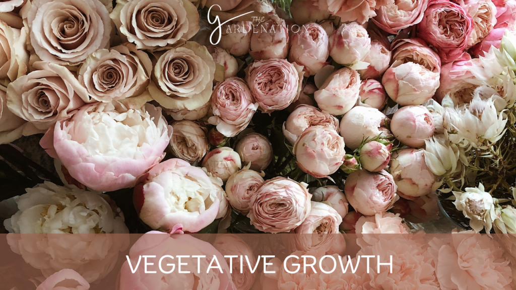 Vegetative Growth: 