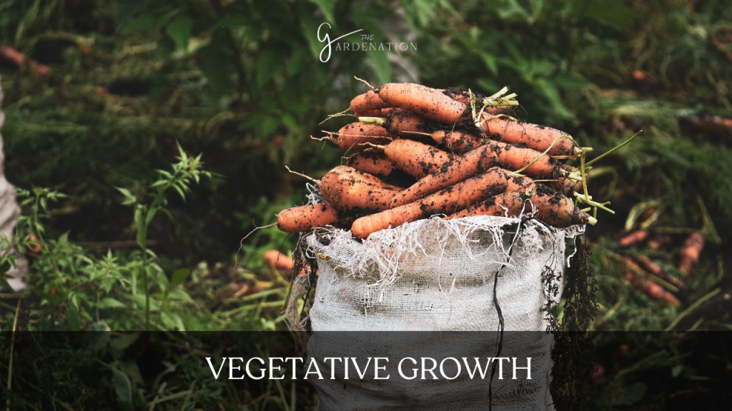 Vegetative Growth