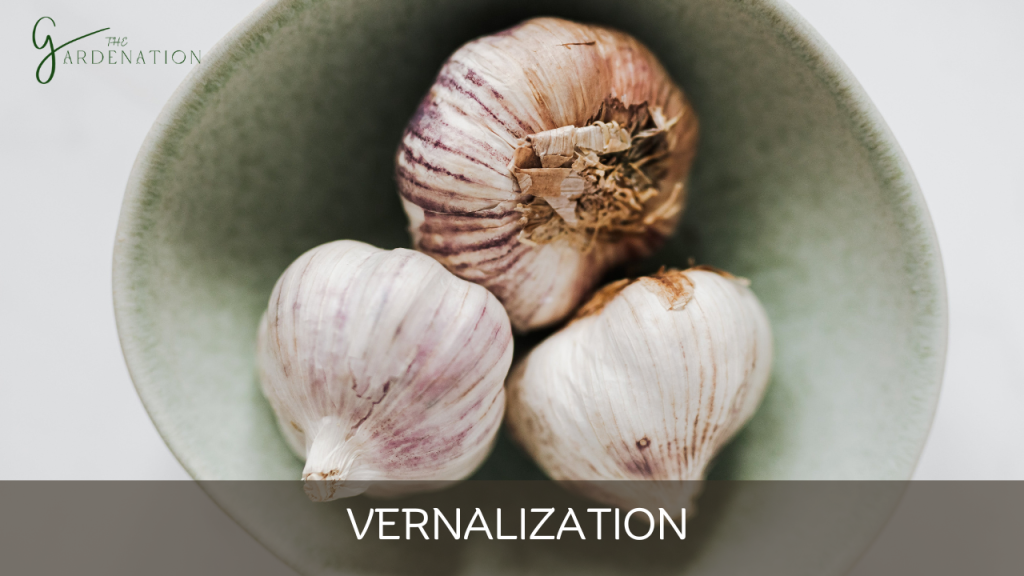  Vernalization by the gardenation Garlic Growth Stages