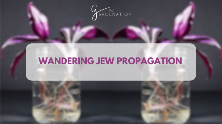 Wandering Jew Propagation