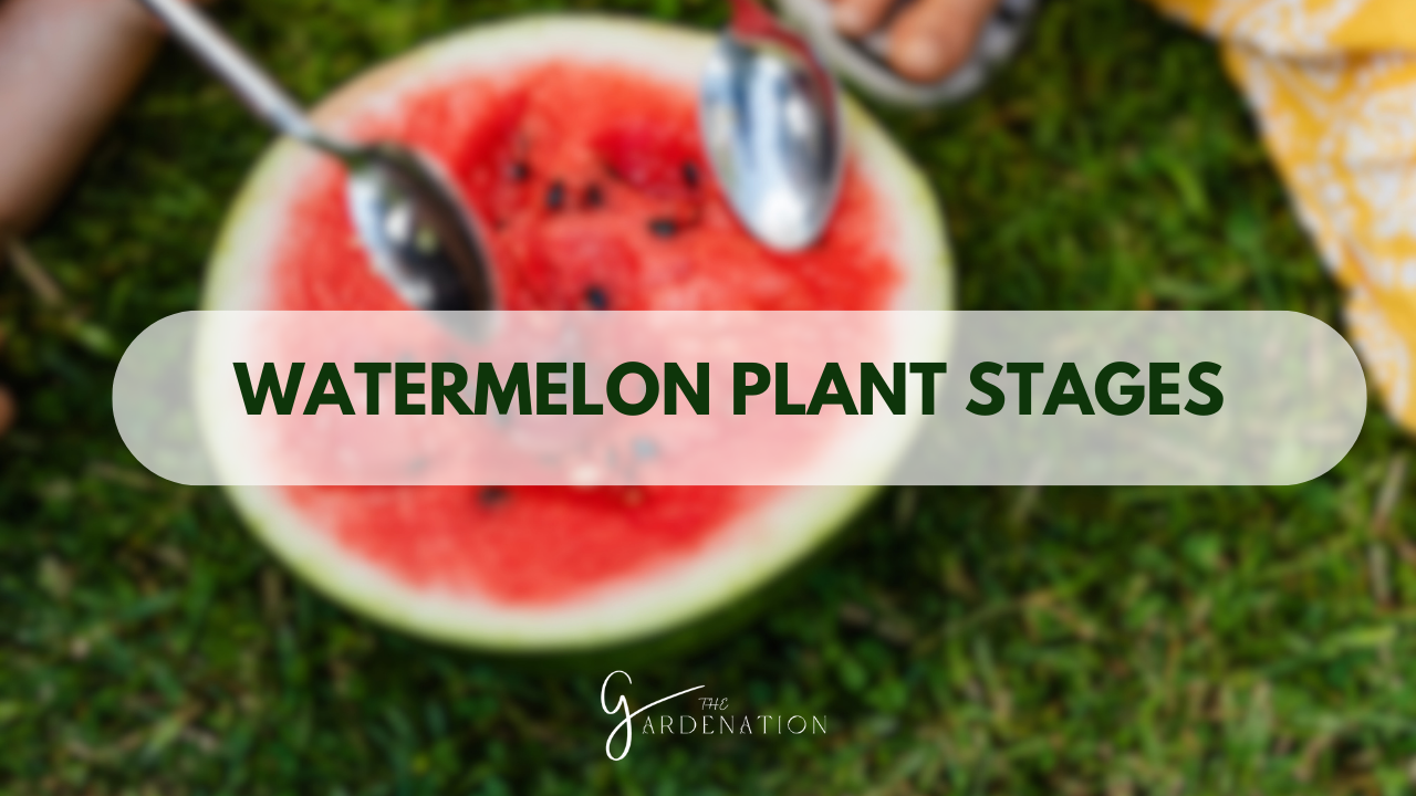 Watermelon-Plant-Stages.