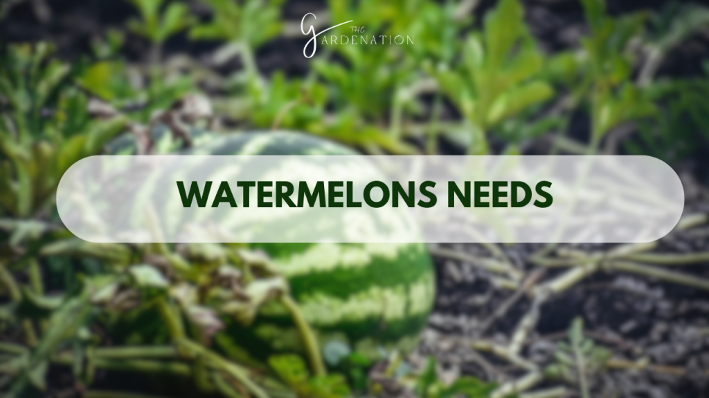 Watermelons Needs by the gardenation