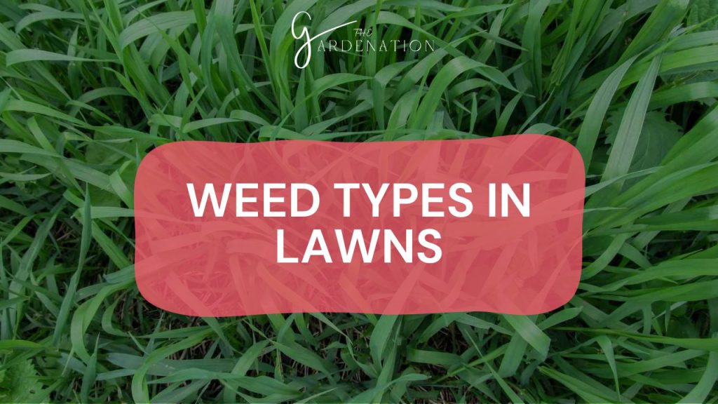 Weed Types in Lawns