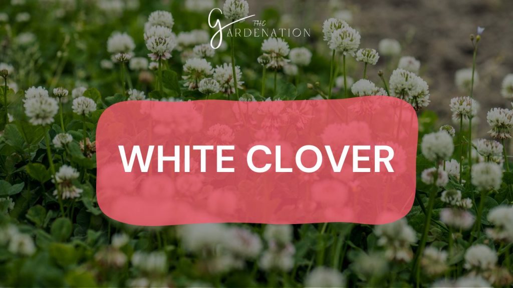 White Clover (Trifolium repens)