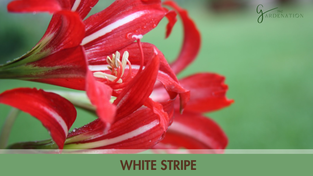 6. White Stripe