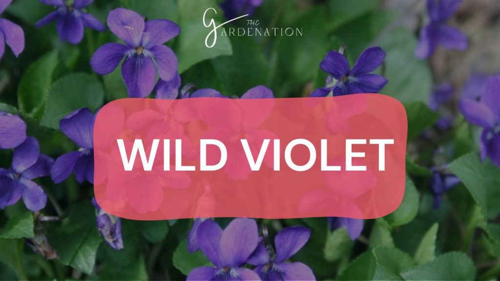  Wild Violet (Viola spp.)