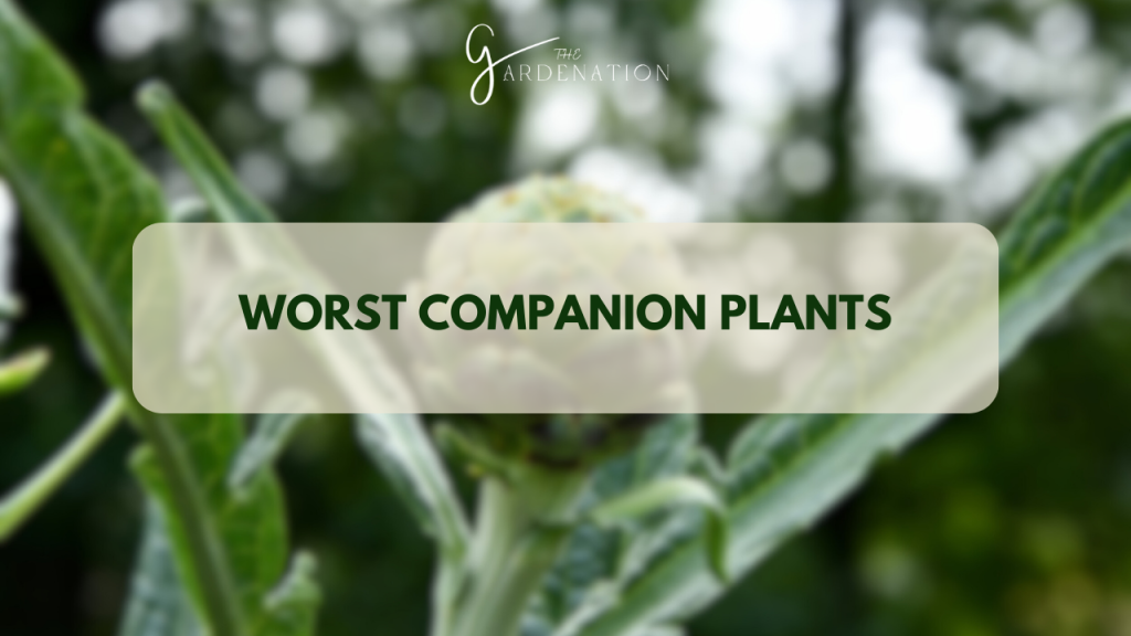 Worst Companion Plants 